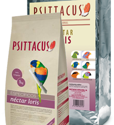 Psittacus Nettare Loris