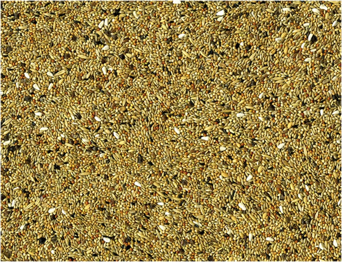 Vadigran Miscela Semi Grandi Parrocchetti Agapornis & Neophema - immagine 4