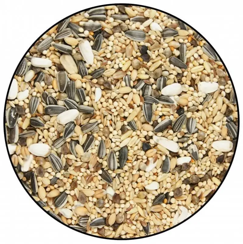 Gasco Miscela Di Semi Per Grandi Parrocchetti