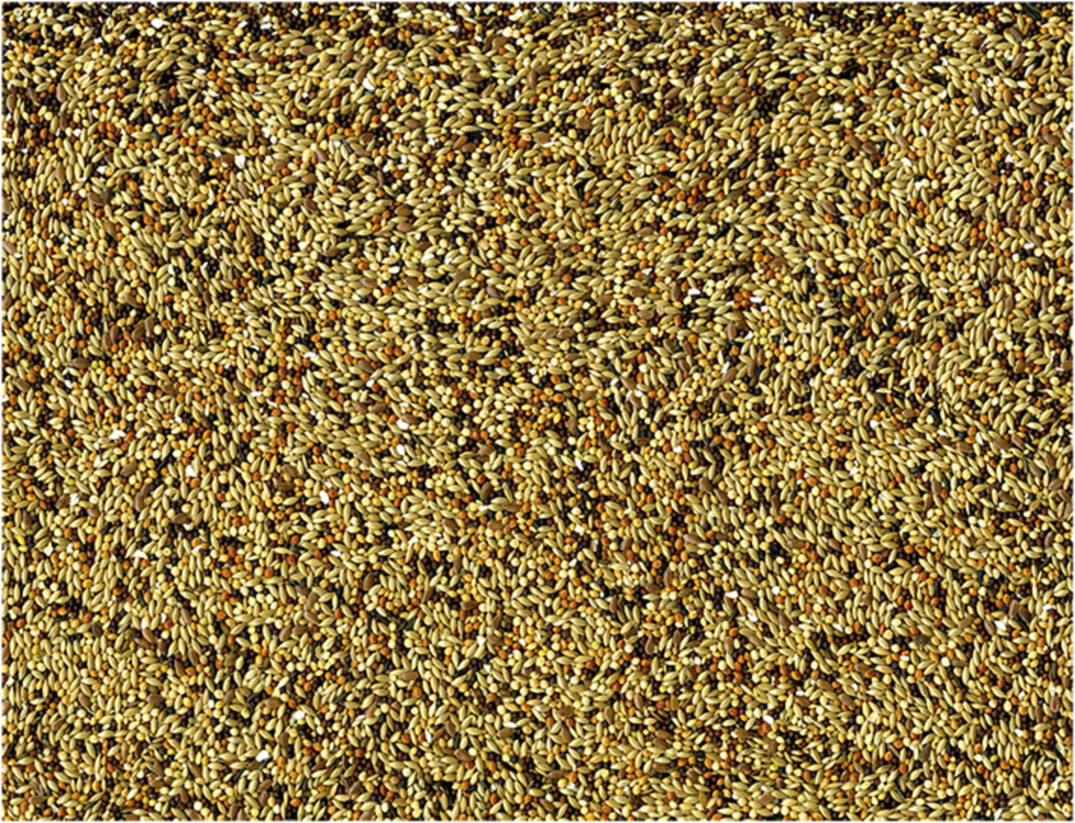 Vadigran Alimento Per Fringuelli Concours - immagine 3