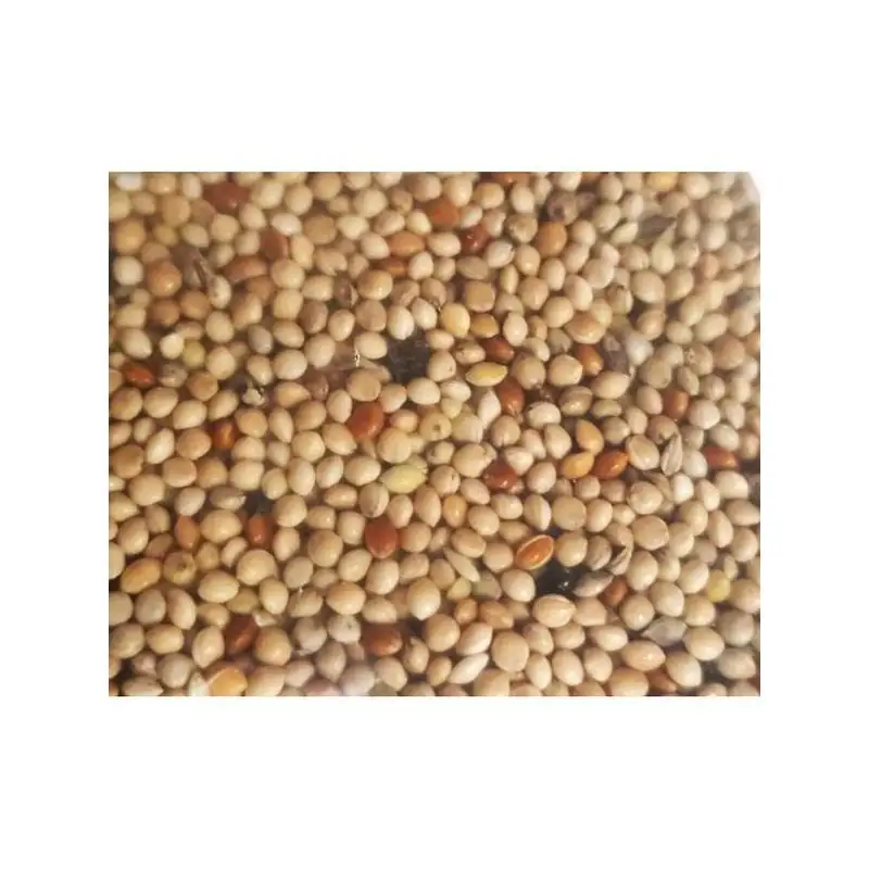 Zolux Miscela Di Semi Per Uccelli Esotici - immagine 3